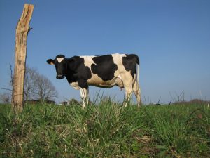 Cow in field